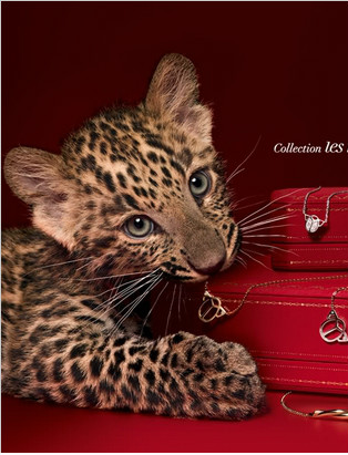 卡地亚（Cartier）与猎豹的渊源